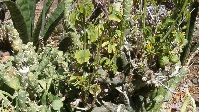 Adenia_glauca