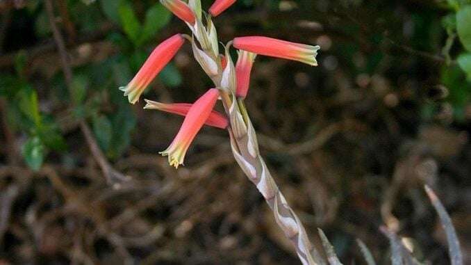Aloe-humilis-bild-zimmerpflanzenbestimmung