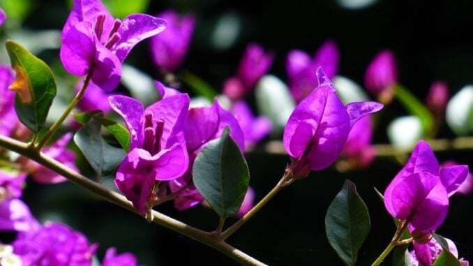 Bougainvillea-glabra