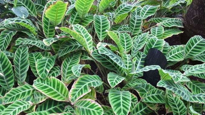 Calathea-Zebrina