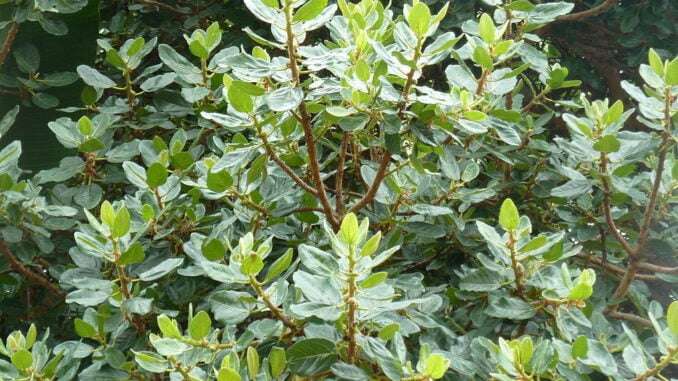 Ficus-glumosa