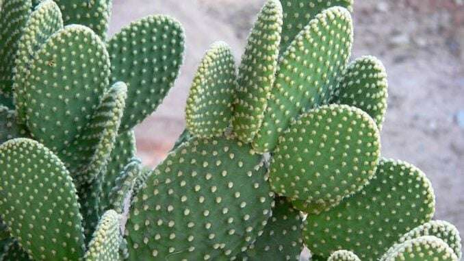 Opuntia-microdasys-topfpflanze-bestimmen