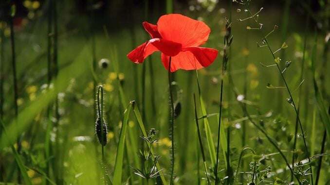 Rote Blume