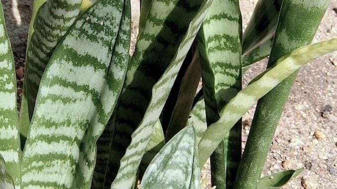 Sansevieria-trifasciata