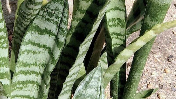 Sansevieria-trifasciata