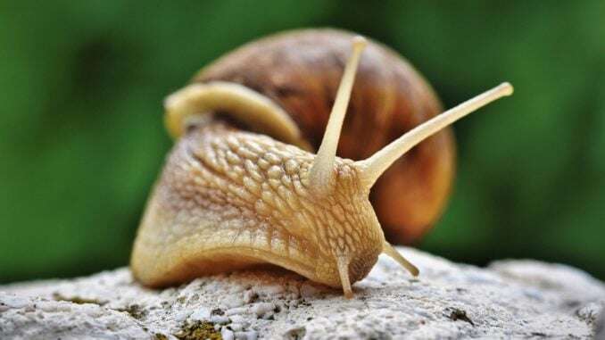 Schnecke auf Stein