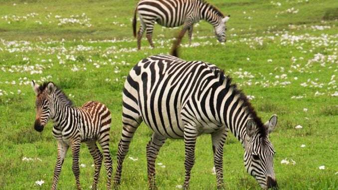 Zebra-am-pflanzen-essen