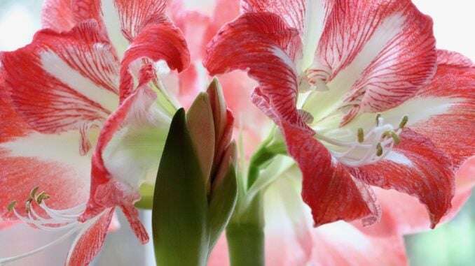 amaryllis-topfpflanze-bestimmt