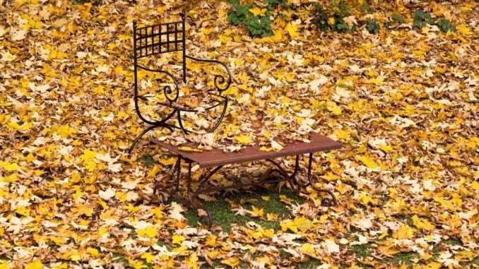 Laub Herbst