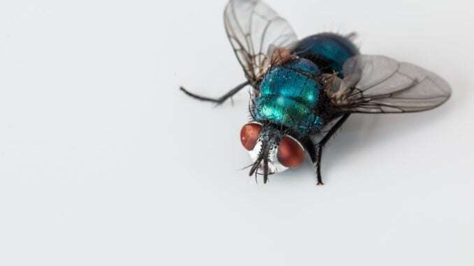 Fliegen