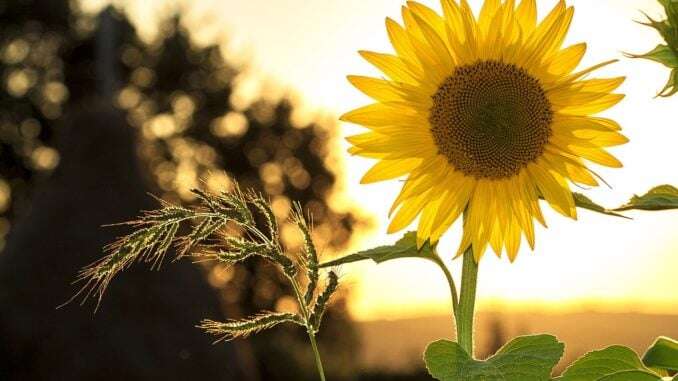 blume-bestimmen-bild1