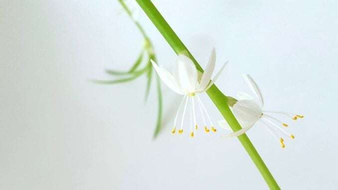 chlorophytum-comosum