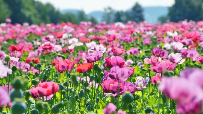 die-blaumohn-pflanze