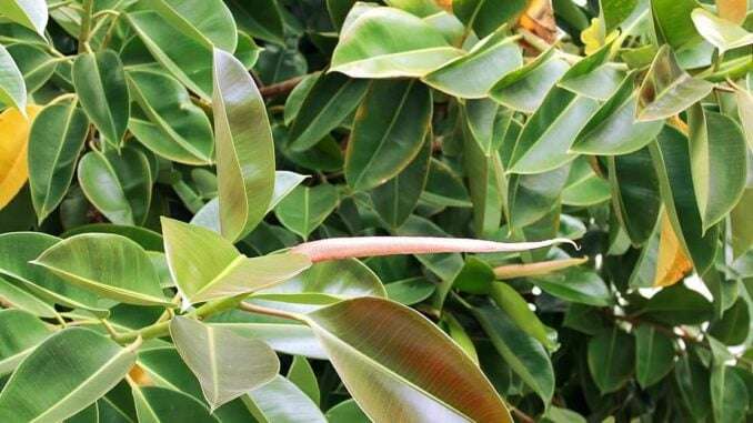 ficus-elastica