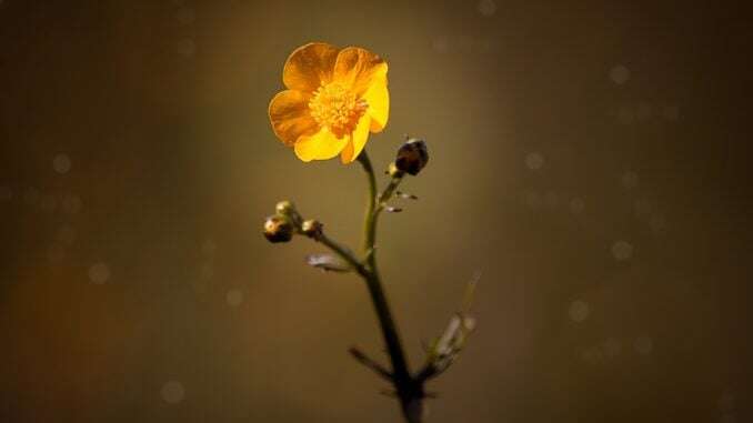 hahnenhuß-blume-hinweise-pflege
