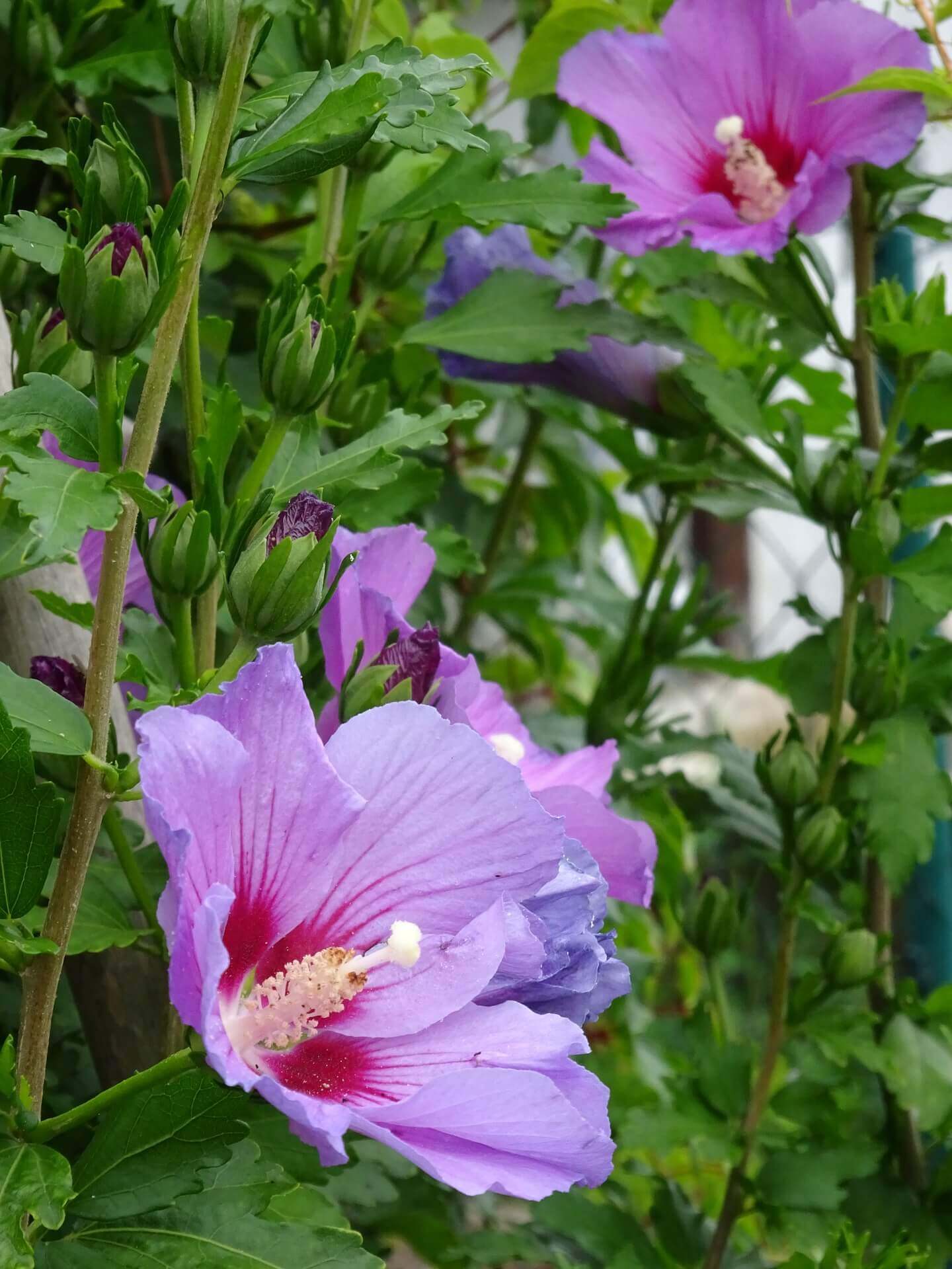 Hibiskushecke