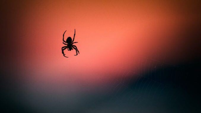 Spinne hängt an einem Faden mit rotem Hintergrund