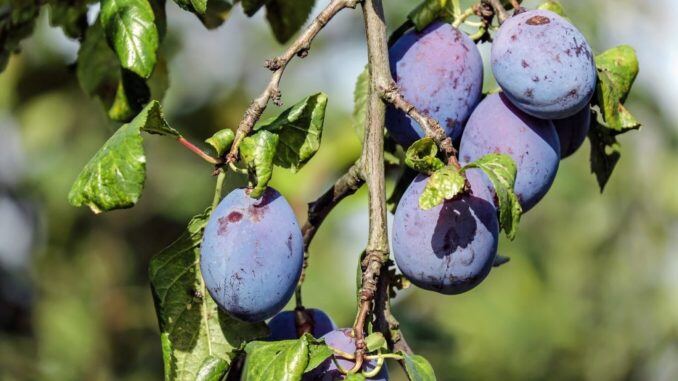 pflaumenbaum-aus-kern