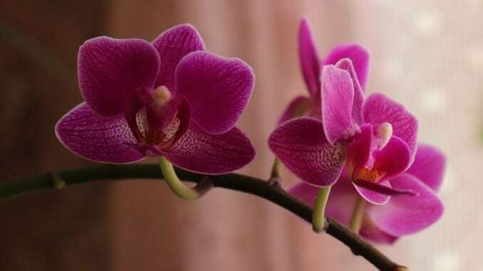 phalaenopsis-amabilis