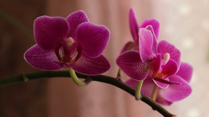 phalaenopsis-amabilis