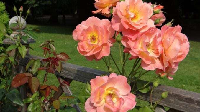Rosen am Zaun
